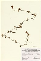 藏品(高山肺形草)的圖片